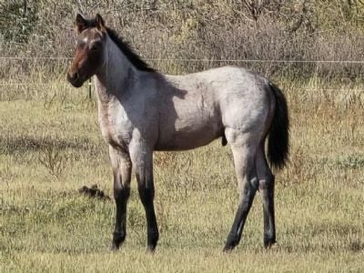 Top Gun Merlin JW<BR>AQHA 6420071